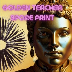 Golden għalliem - Cubensis Sporeprint