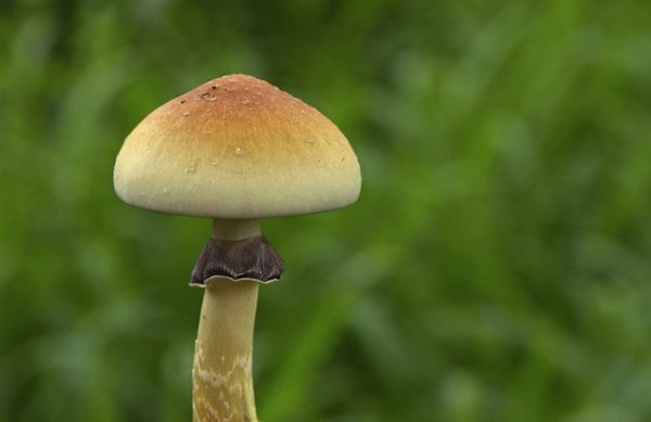 cubensis