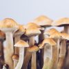 hallucinogenic mushrooms close-up growing group psychedelic legally golden teacher psilocybe cubensis