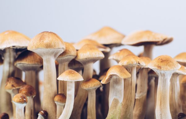 hallucinogena svampar närbild växande grupp psykedelisk lagligt gyllene lärare psilocybe cubensis