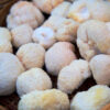 a basket of Lion's mane mushrooms at the farmer's market